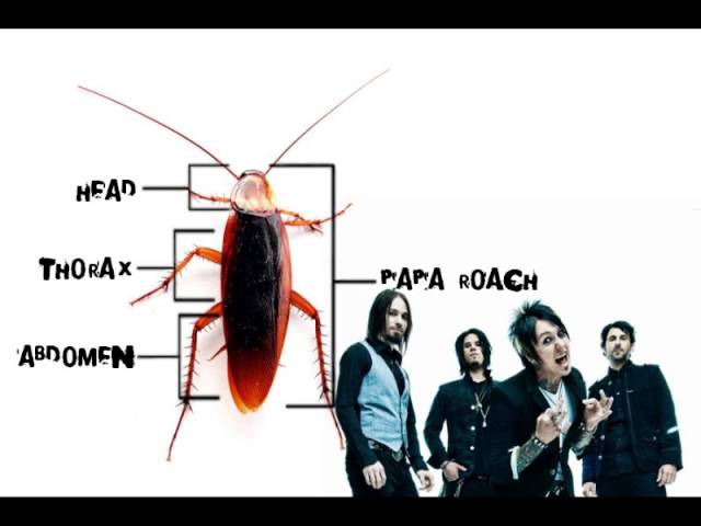 Papa Roach - I Almost Told You I Love You HQ class=