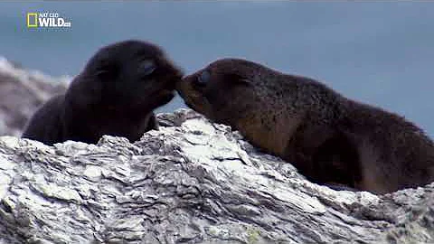 Nat Geo Wild: Морские котики: битва за выживание / Fur Seals. Battle for Suvival