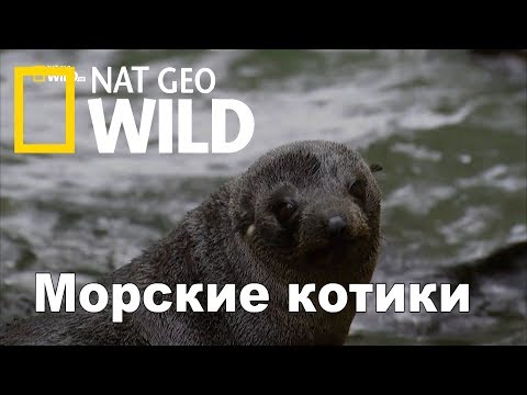 Nat Geo Wild: Морские Котики: Битва За Выживание Fur Seals. Battle For Suvival
