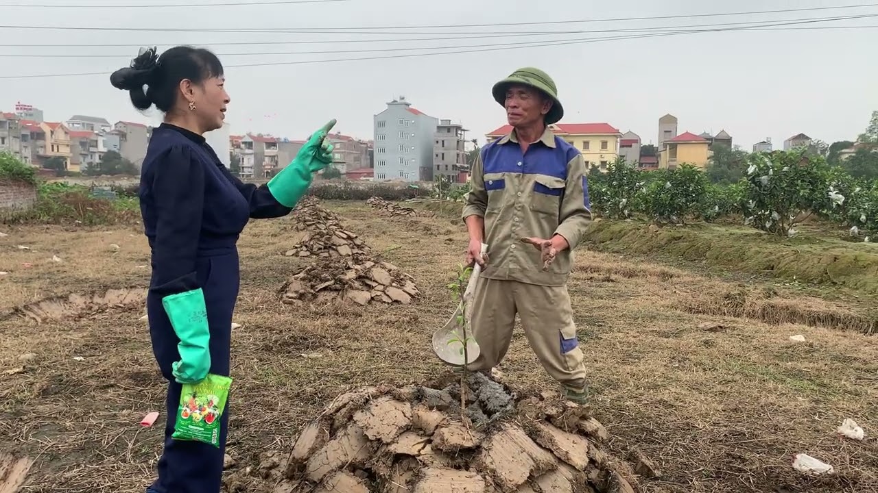 hướng dẫn bón phân SILIC cho táo hướng mới trồng đảm bảo cây sống 100%mầm khoẻ mập xanh  ít sâu bệnh