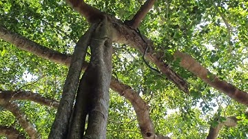 Cây đa nghìn năm ở bán đảo Sơn Trà, Đà Nẵng | Cây đa | Đà Nẵng, Việt Nam