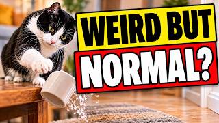 10 Weird Things Cats Do
