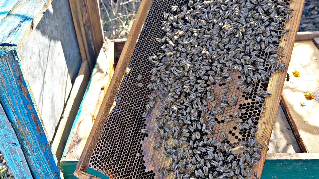 СТАРТ ПЧЕЛОСЕМЕЙ !!! 9.03.2026