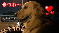 Golden Retrieverはっちの奮闘記 Youtube