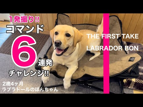 【THE FIRST TAKE#108】1発撮りでコマンド6連発チャレンジ!はたして成功なるか⁉︎★ラブラドールレトリバー labrador retriever 大型犬  ぼんちゃん