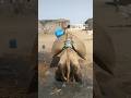 ج ر اب ان ث ق يل ان م ر ب وط ان ع ل ى ظ ه ر الج م ل ف ي الص ح ر اء ج ر اب ان ث ق يل ان م ر ب وط ان ع ل ى ظ ه ر الج م ل ف ي الص ح ر اء