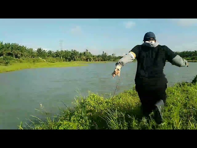 cuman pakai umpan cacing langsung di sambar haruan jumbo class=