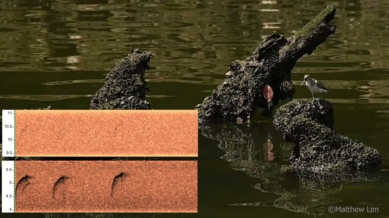 Calls of a Common Sandpiper (Actitis hypoleucos) with spectrogram