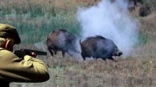 Hunting for wild boar. accurate shots. hunt video collection