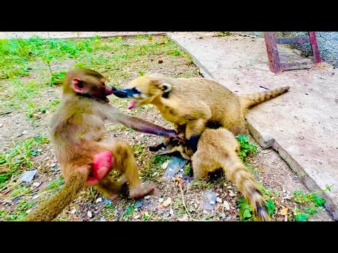 Люська приехала в свой вольер и увидела что Соня забрала себе ее НОВУЮ ПОДРУЖКУ! И началось)))