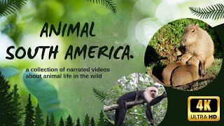 Capybara Facts: World's Largest Rodent | Capuchin Monkey & Nutria Wildlife