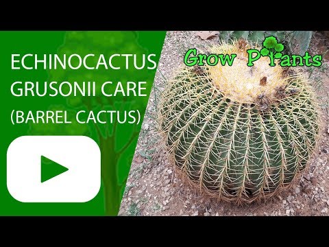 Echinocactus grusonii care (Barrel cactus)