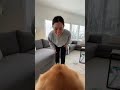 😆 Hardest Working Dog Alive 💪🐶 #WorkingDog #FunnyDogVideo #DogCam #ViralMoment #CuteDog #Shorts
