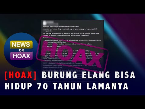 Video: Berapa umur elang?