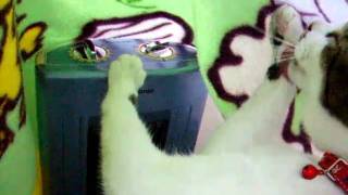 DSCF4742.AVI