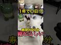 タバコを吸ったら寿命がとんでもなく縮むらしい #shorts #ヤニカス #解説