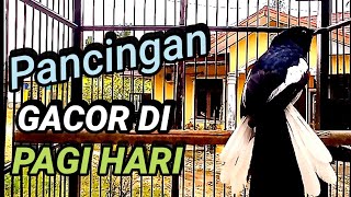 PANCINGAN KACER GACOR DI PAGI HARI COCOK BUAT KACER LAMBAT PANAS