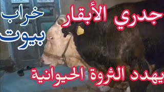 علاج الجدري للابقار( المرض الفتاك ينتشر بقوة رهيبة)7/ 9/ 2020