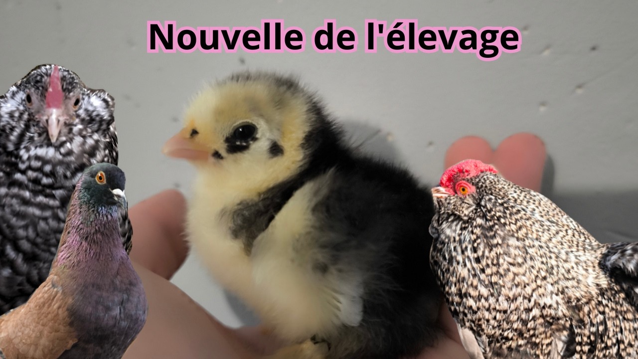 NOUVELLE DE L’ÉLEVAGE DÉBUT MARS !!!! + nouveaux arrivants