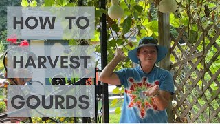 HOW TO HARVEST GOURDS