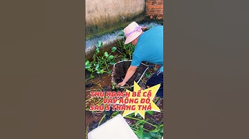 Thu hoạch Lóc Vẩy rồng đỏ #bumfish #chana #channa #caloccanh #fishing #snakehead