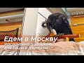 Последний день съемок! Едем с вороном из Питера в Москву