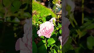 scentuous rose in summer at southern California