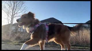 PUPPY GETS ZOOMY EXPLORING THE NEIGHBOURHOOD  | RELAXING DOG WALK VLOG 8 🐾 Sheltie #pets #sheltie