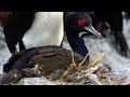 Nature: Guanay cormorants in Peru