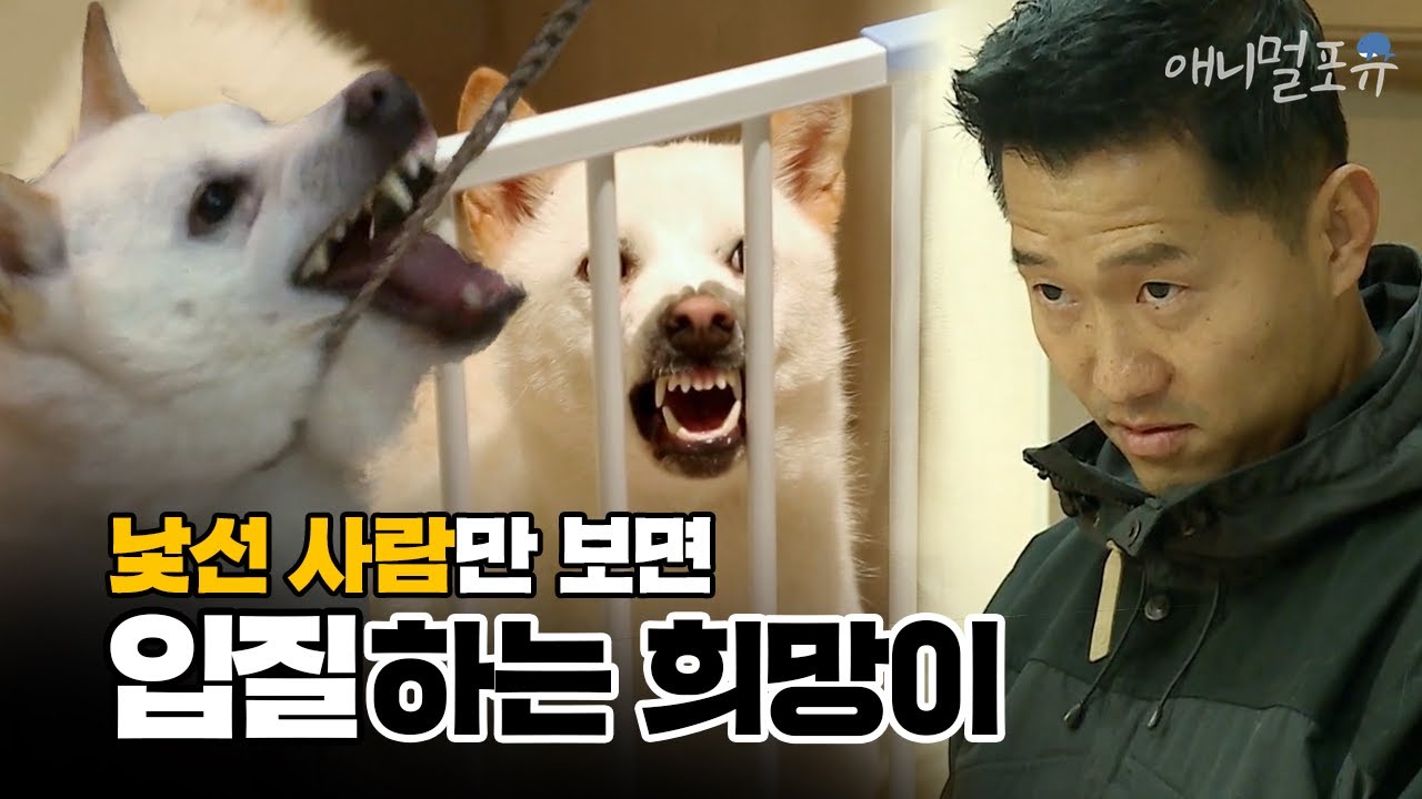 [풀버전] 낯선 사람을 보면 공격성을 드러내는 강아지, 희망이｜KBS 개는훌륭하다 200203 방송