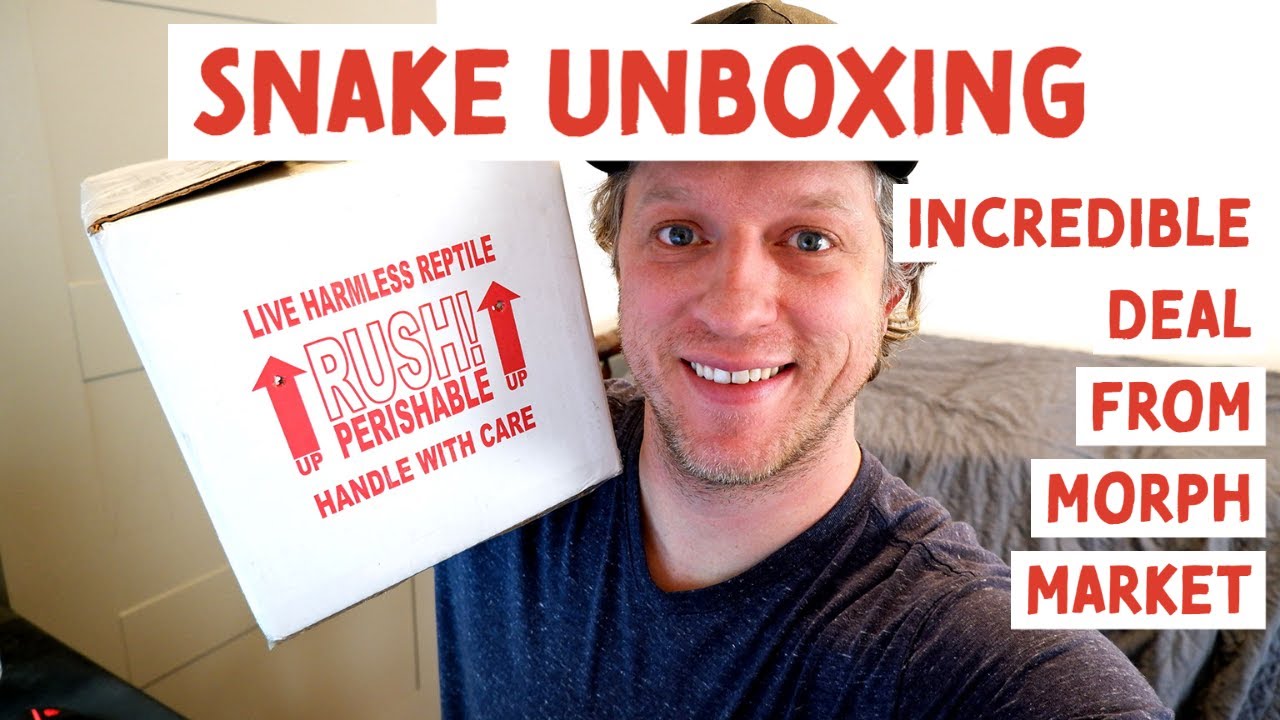 Snake Unboxing - Morph Market Deals - Best way to shop on morph market