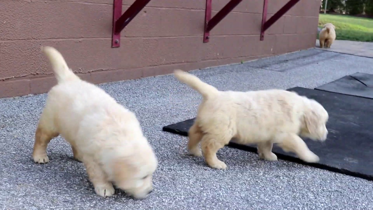 corkys english cream goldendoodles
