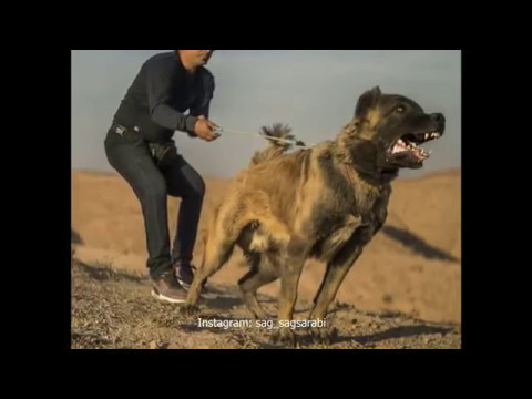 Video: Ang Mga Iran MPs Nais Ng Dog Ban Sa Publiko At Pribado