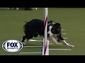 Best of the agility competition from the 2020 westminster kennel club dog show  fox sports