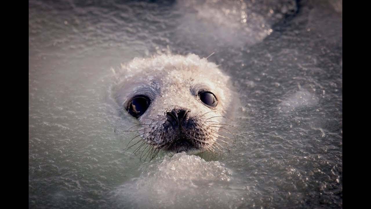 NW Phoenix Sand Wurm Kill 15.11.2024