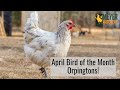 Bird of the month  orpingtons