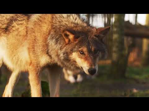 Wildlife Video  Animals Video  Best Animals compilation 2021  Forest Animals Video  Wild Animals