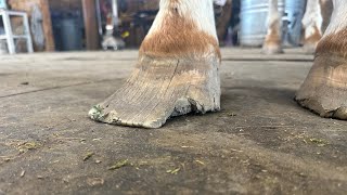 30 YEAR OLD Appaloosa Horse Gets Custom Shoe!