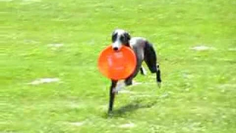 Davy Whippet's Slo Mo Return