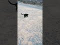 黒ちゃん狩りの訓練😸Stray cat hunting training