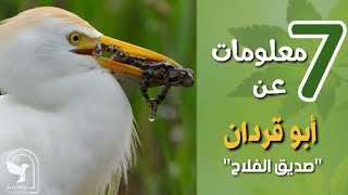 ابو قردان بلشون القطعان صديق الفلاح Cattle egret