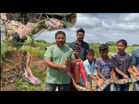 Indian Rock Python Rescue Operation in the small Village | With CC |