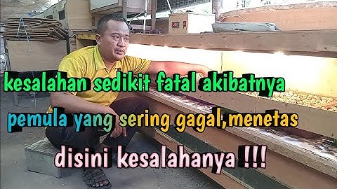 kesalahan dalam menetaskan telur puyuh