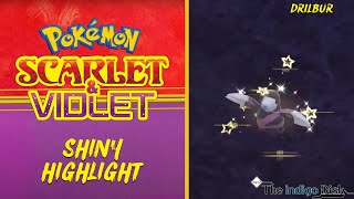 Shiny Drilbur REACTION! - Pokemon Scarlet and Violet