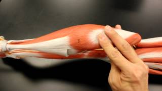 MUSCULAR SYSTEM ANATOMY: Posterior leg region muscles model description. Somso