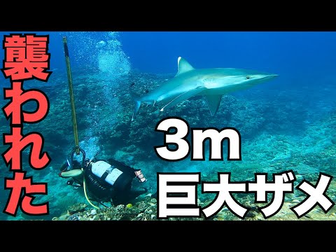 危機一髪 サメの襲撃 潜水漁業中にサメの攻撃を受けた危険な動画です