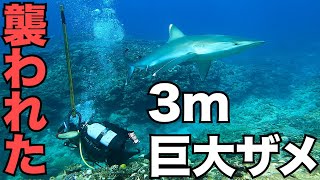 【危機一髪!!サメの襲撃!!】潜水漁業中にサメの攻撃を受けた危険な動画です。