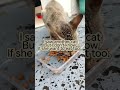 Cats Bring Hope To Your Life Cats Bring Hope To Your Life