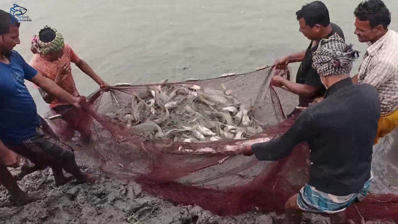 Fish Video,Big Rohu,Carp Fish catching in mud water pond using a