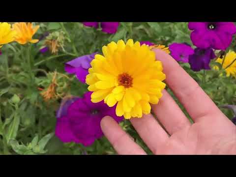 Vidéo: Comment Commander Des Graines De Fleurs